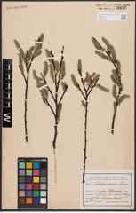 Foto von Salix cinerea L.